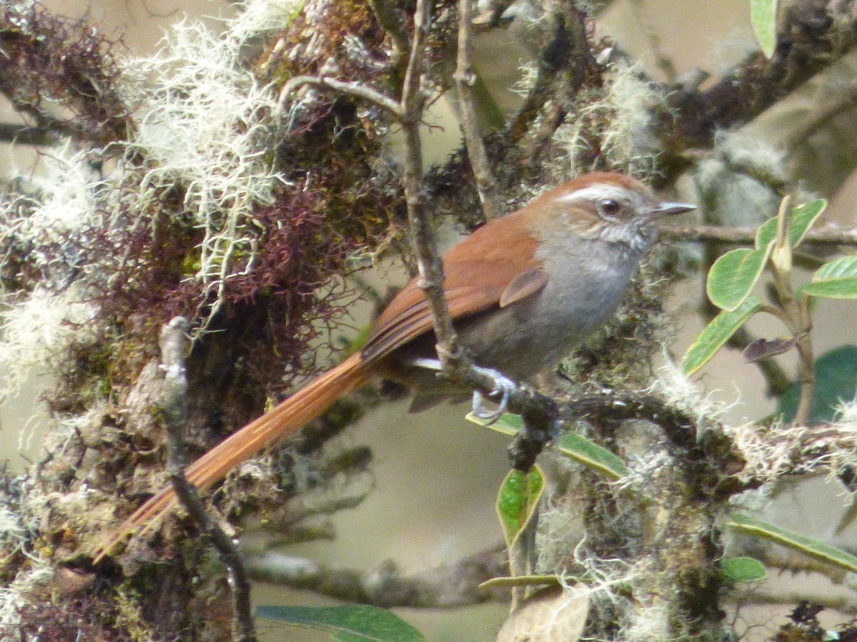 White-chinned Thistletail - ML647520331