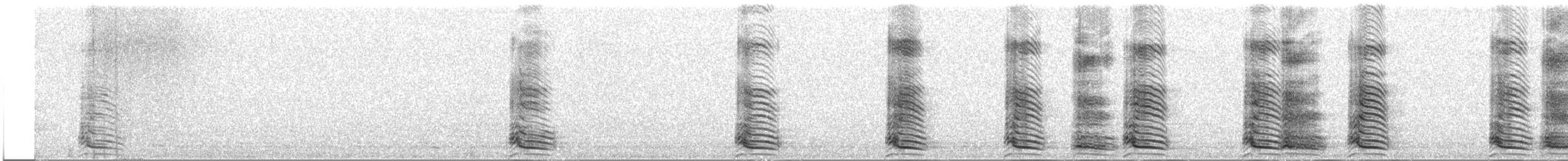 Kelp Gull (vetula) - ML647520354