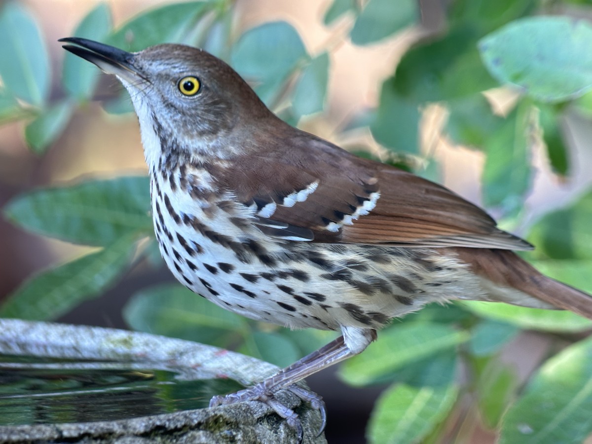 Brown Thrasher - ML647520371