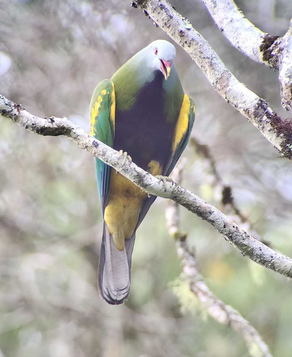 Wompoo Fruit-Dove - ML647520373