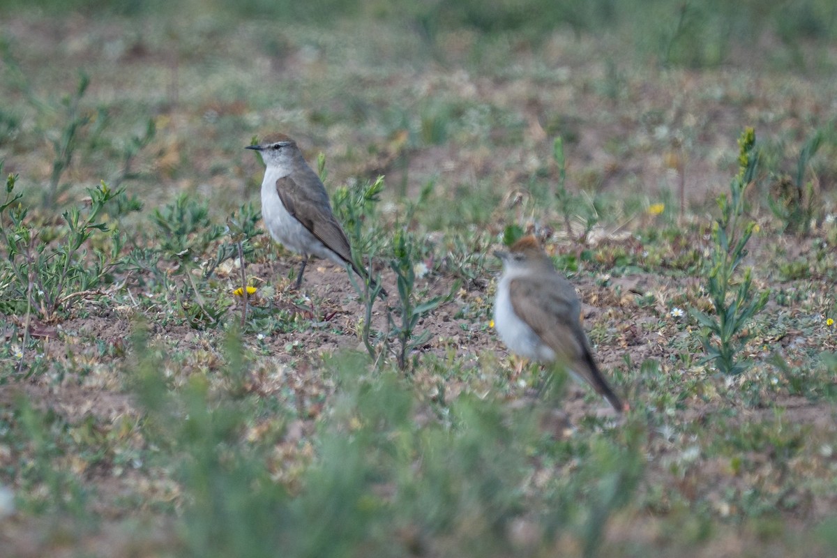 White-browed Ground-Tyrant - ML647520404