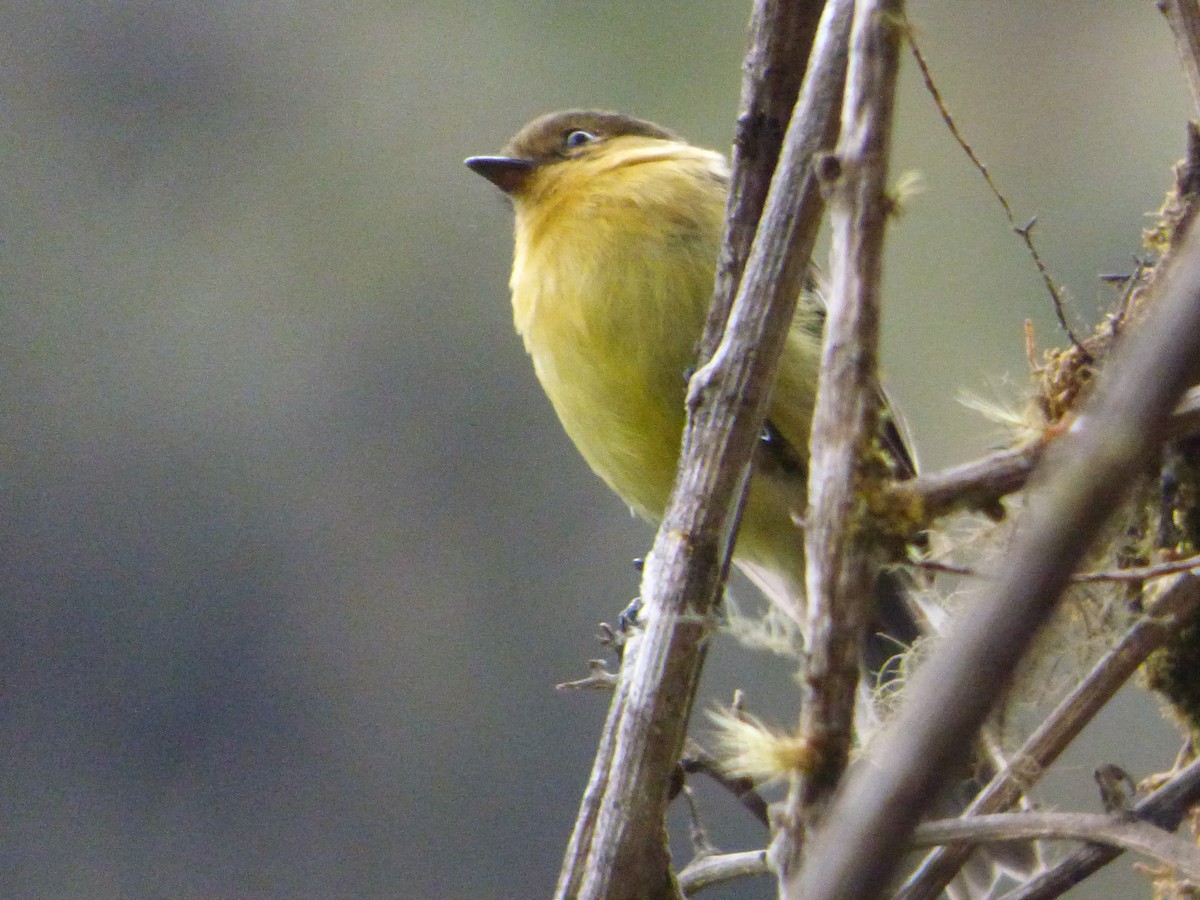 Ochraceous-breasted Flycatcher - ML647520412