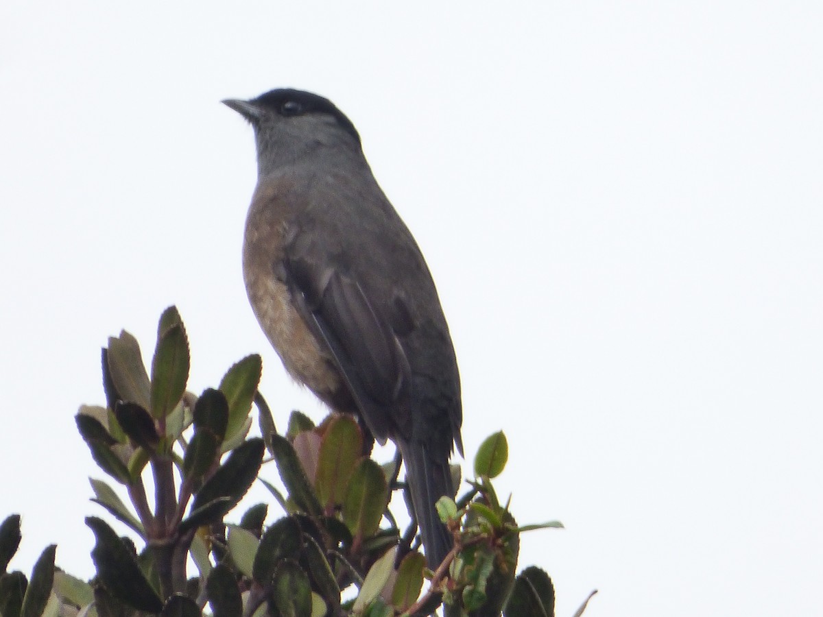 Bay-vented Cotinga - ML647520427