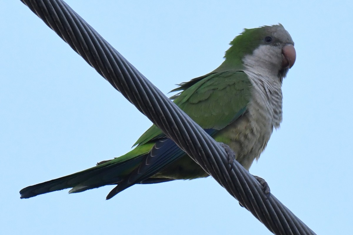 Mönchssittich - ML647520434