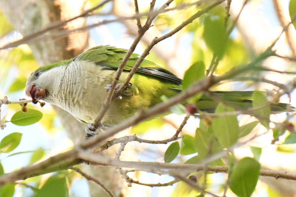 Mönchssittich - ML647520446