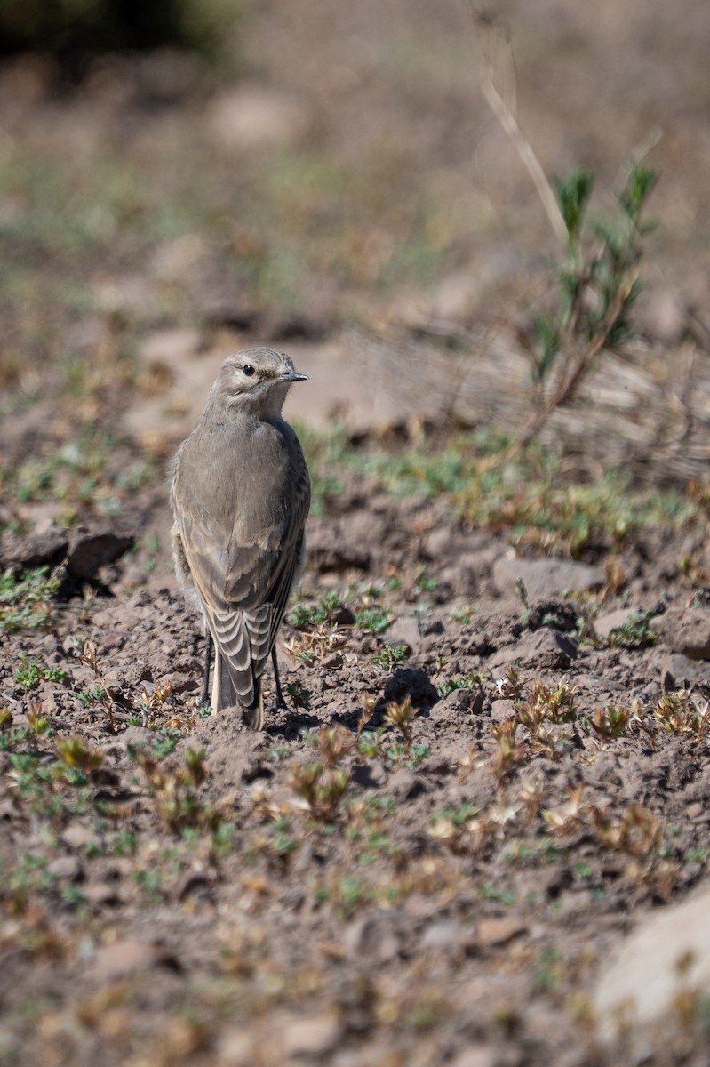 White-browed Ground-Tyrant - ML647520451