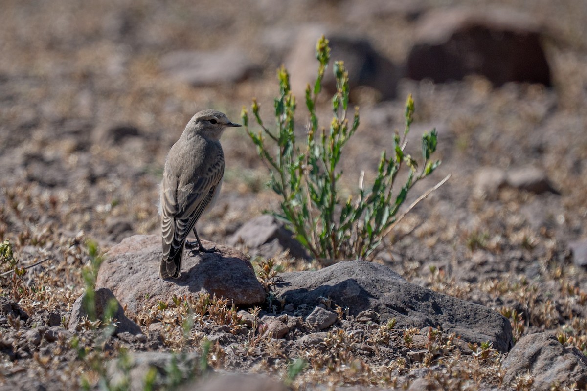 White-browed Ground-Tyrant - ML647520452