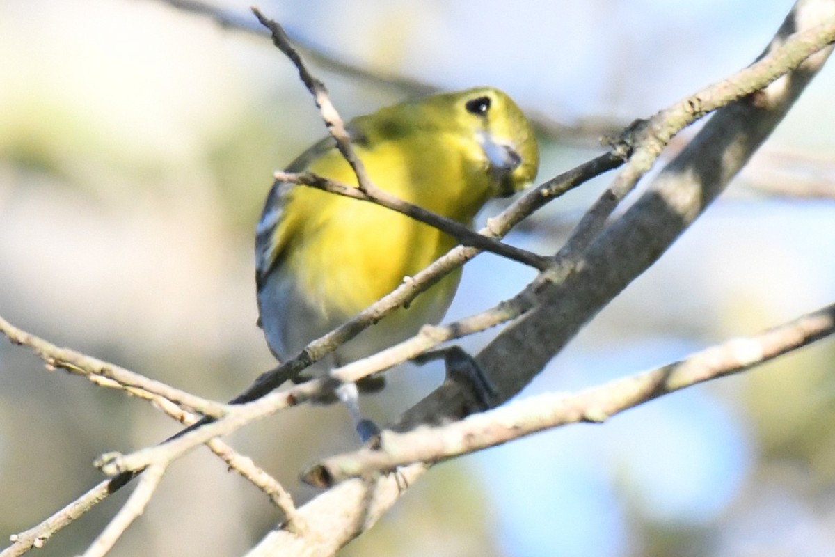 ויראו צהוב-גרון - ML647520458