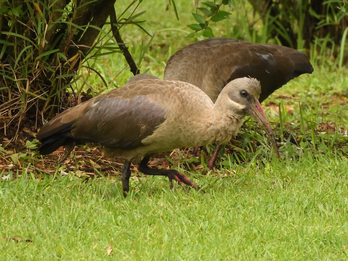 Hadada Ibis - ML647520480