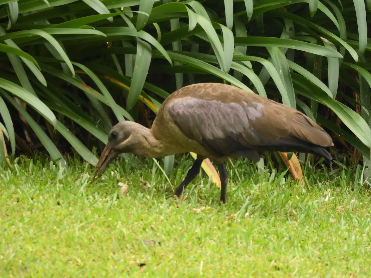 Hadada Ibis - ML647520481