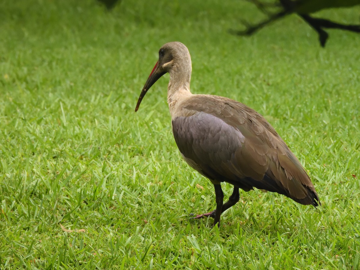 Hadada Ibis - ML647520482