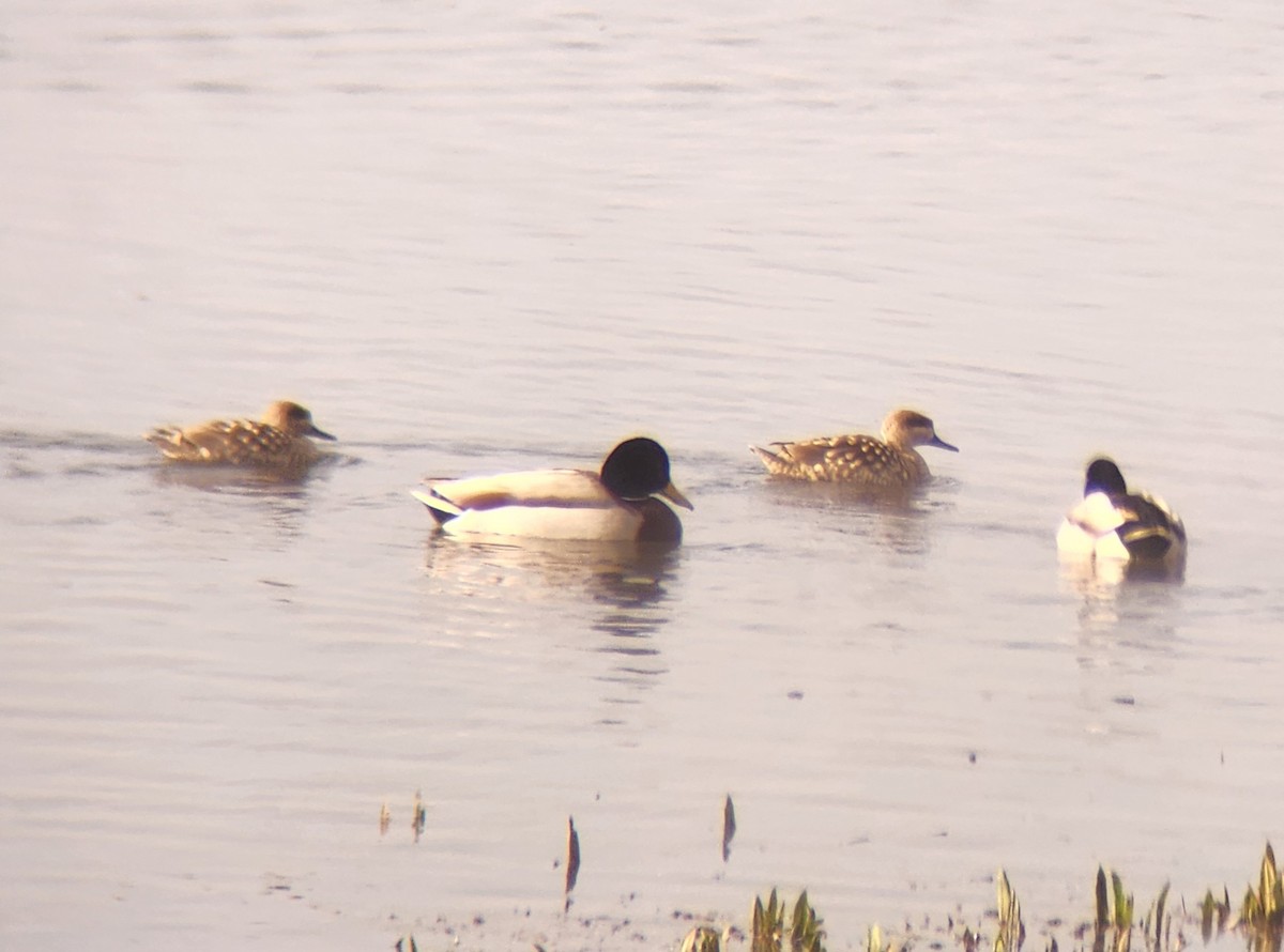 Marbled Duck - ML647520495