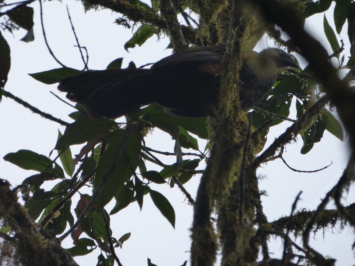 Golden-collared Tanager - ML647520526