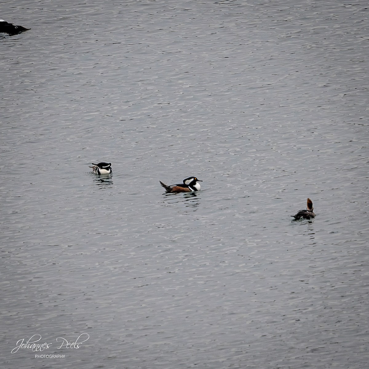 Hooded Merganser - ML647520558