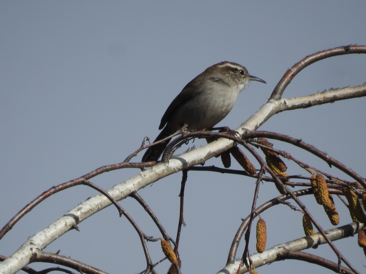 Buschzaunkönig - ML647520568