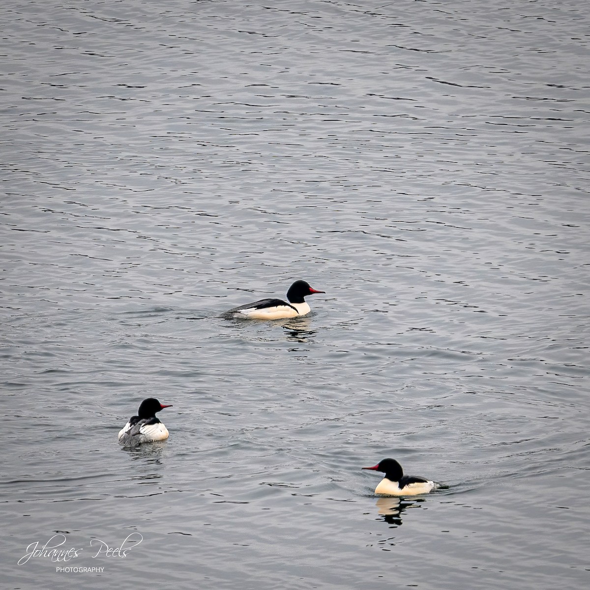 Common Merganser - ML647520581