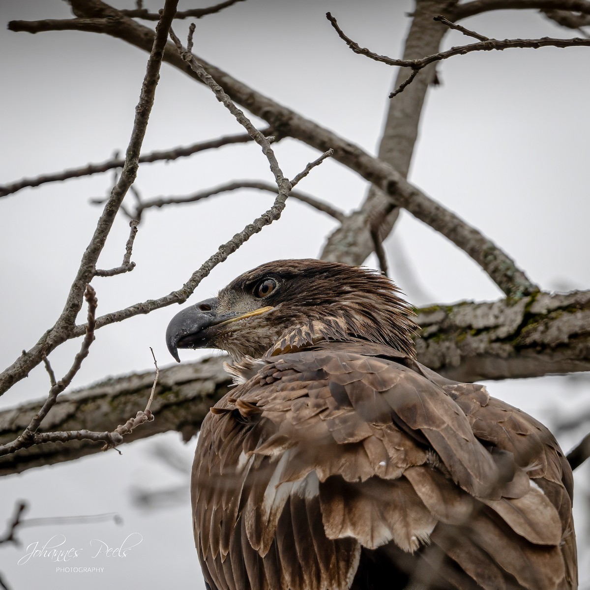 Bald Eagle - ML647520602