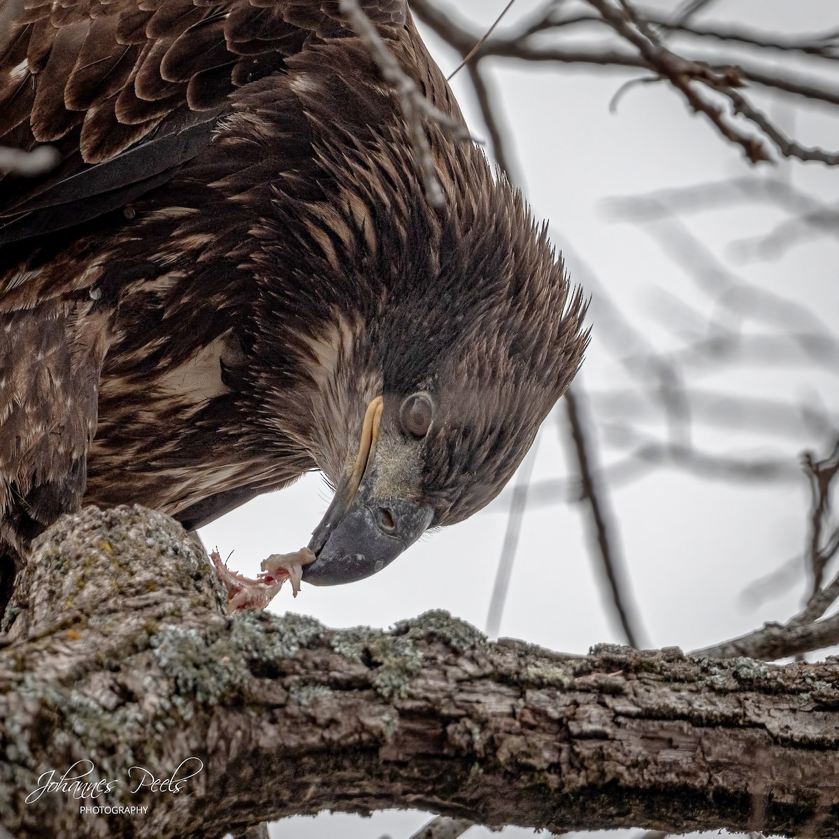 Bald Eagle - ML647520603