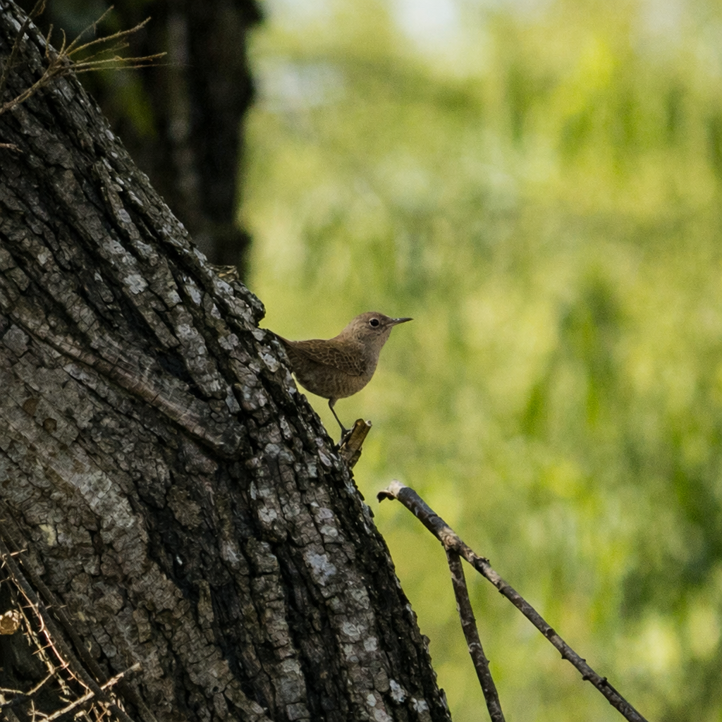 Northern House Wren - ML647520605