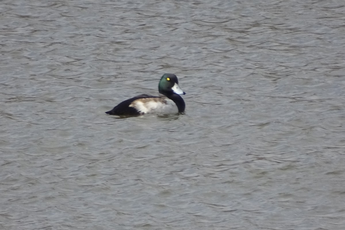 コスズガモ - ML647520609