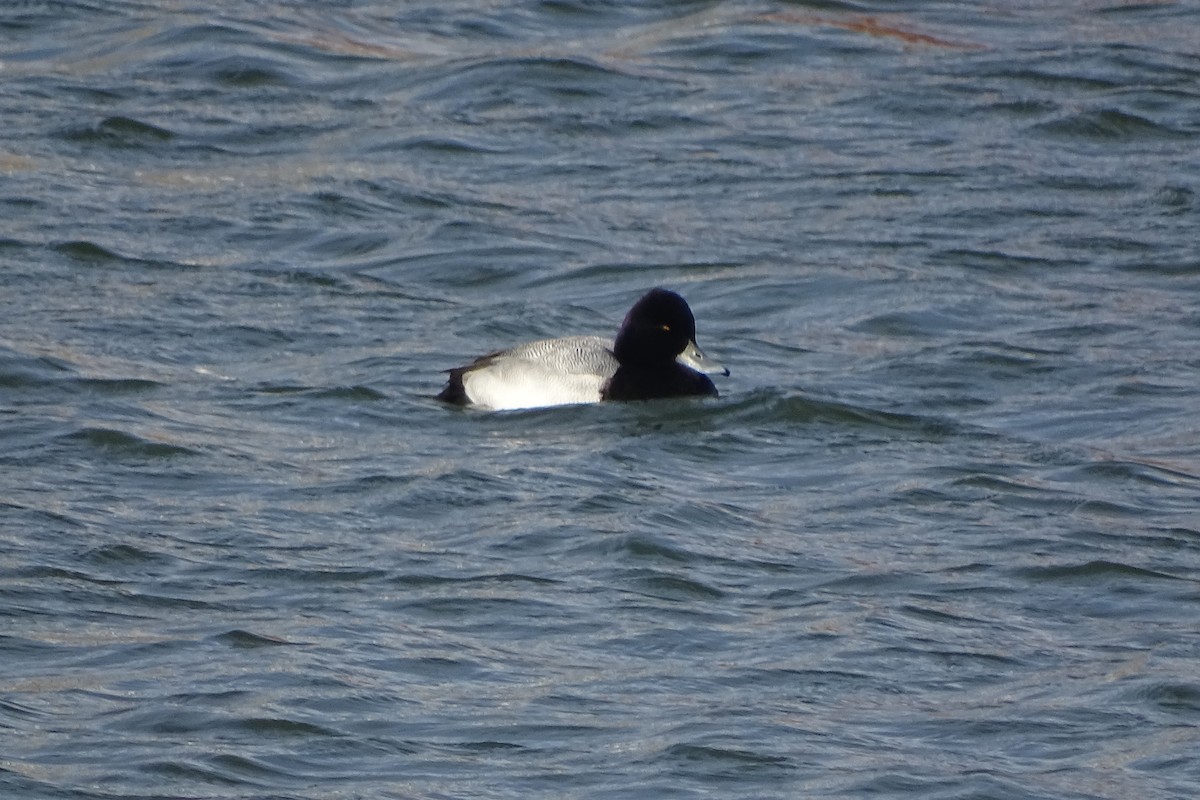 コスズガモ - ML647520610