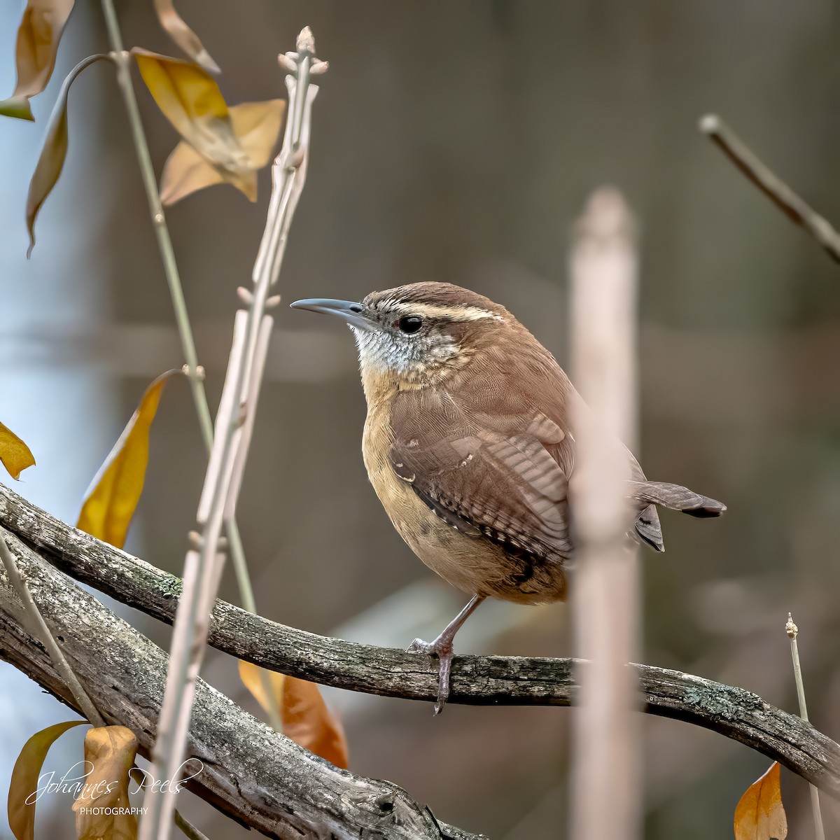 Carolina Wren - ML647520623