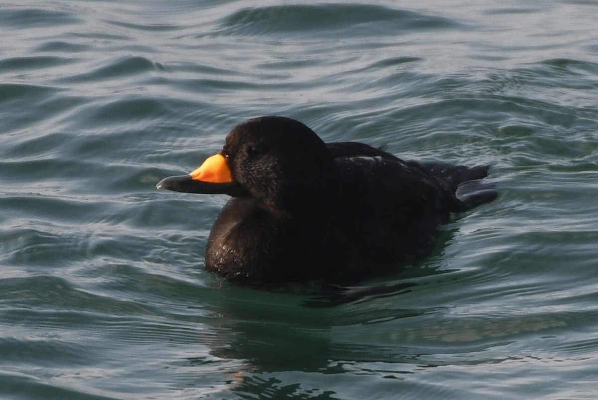 amerikasvartand - ML647520625