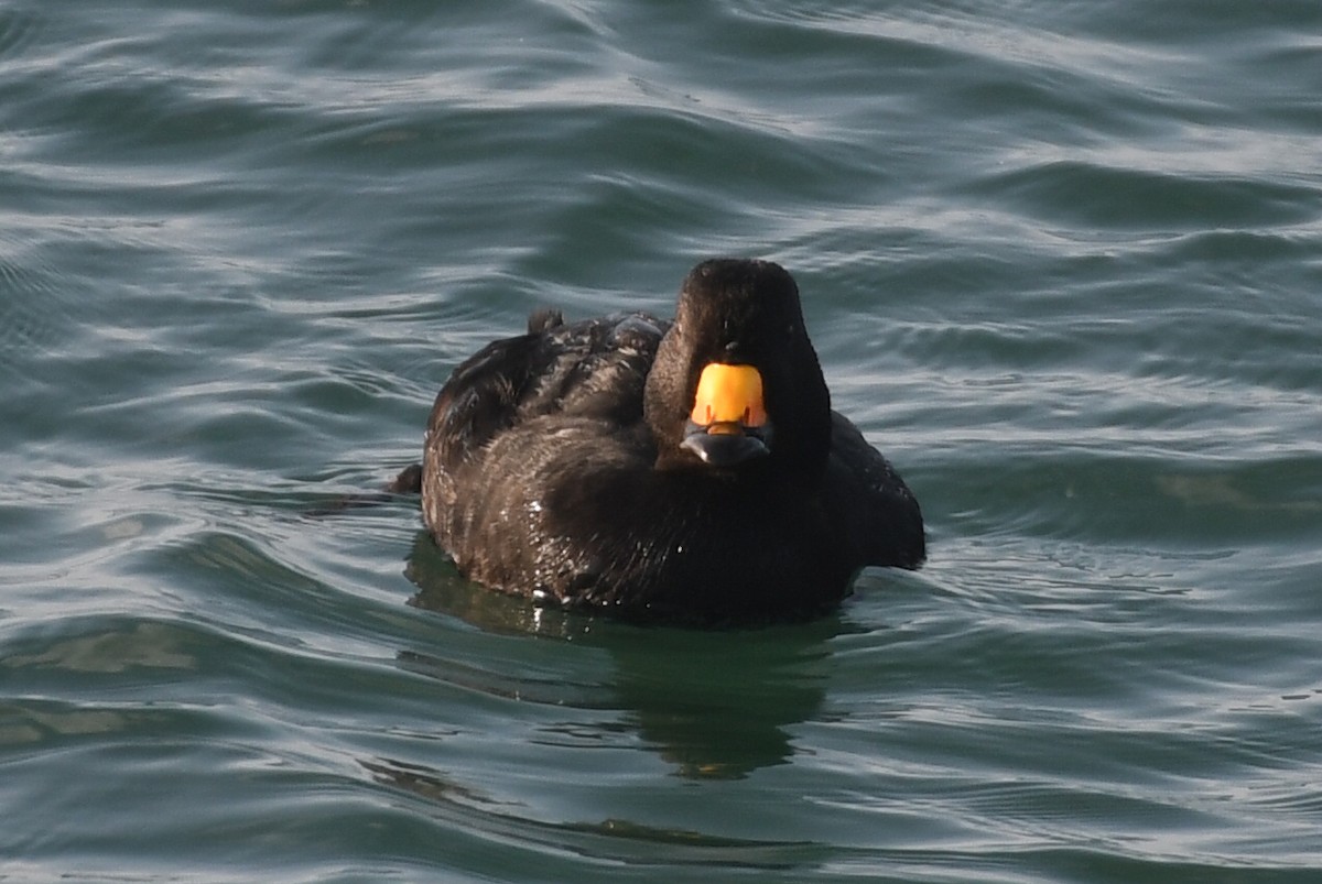 amerikasvartand - ML647520626