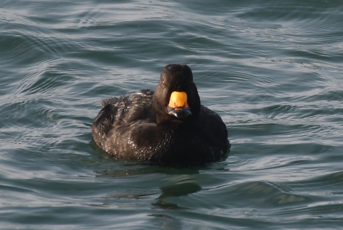 amerikasvartand - ML647520627