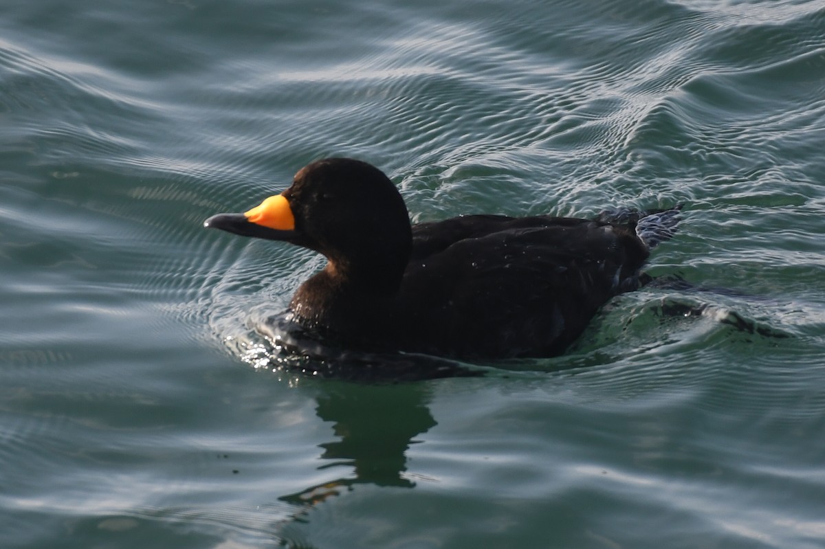 amerikasvartand - ML647520629