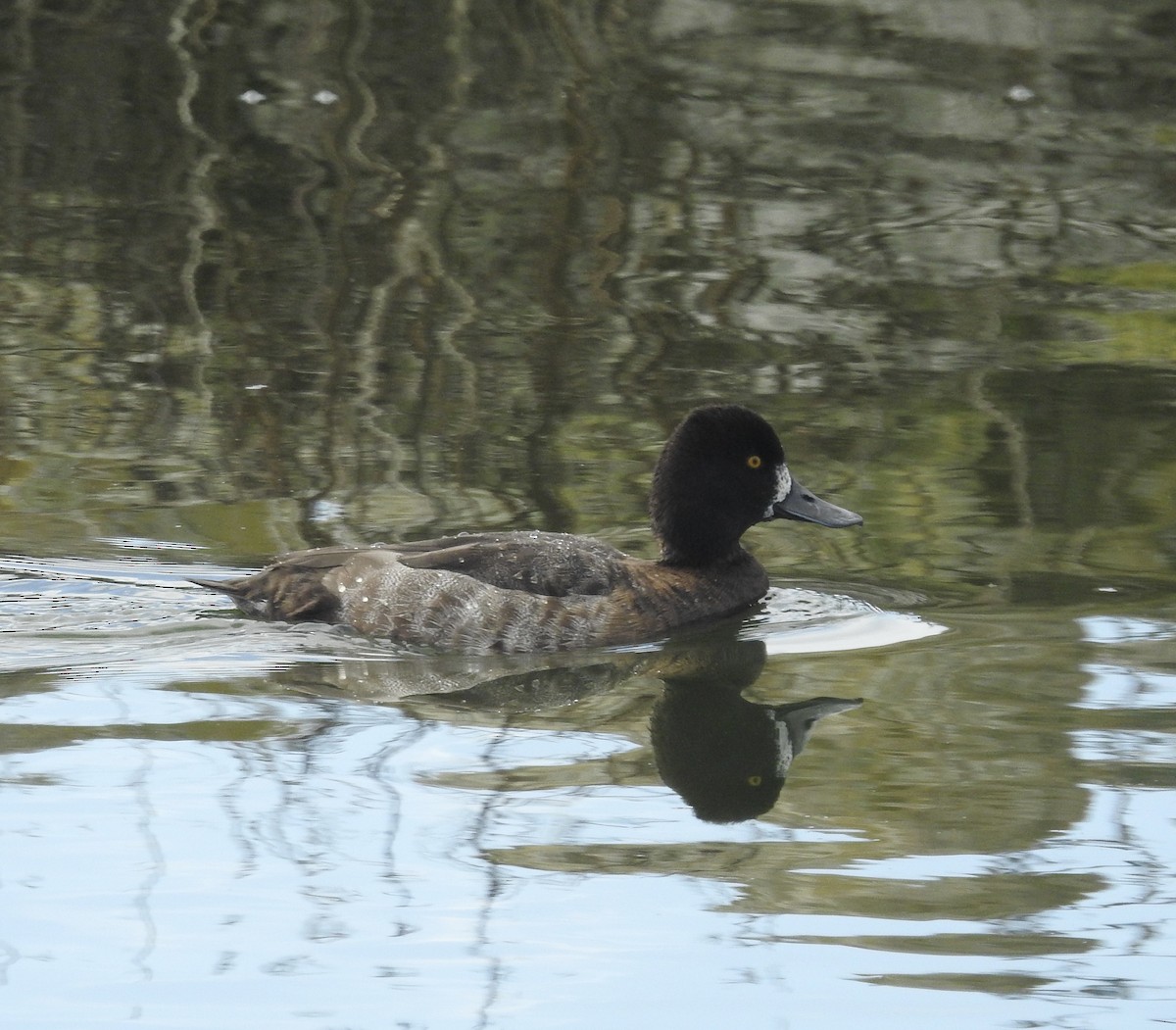 コスズガモ - ML647520637