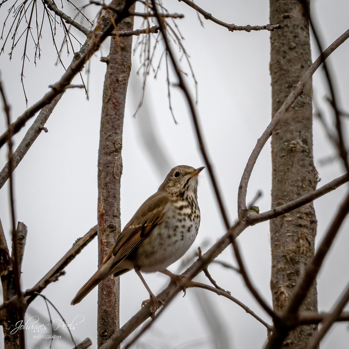 קיכלי חלוד-זנב - ML647520638