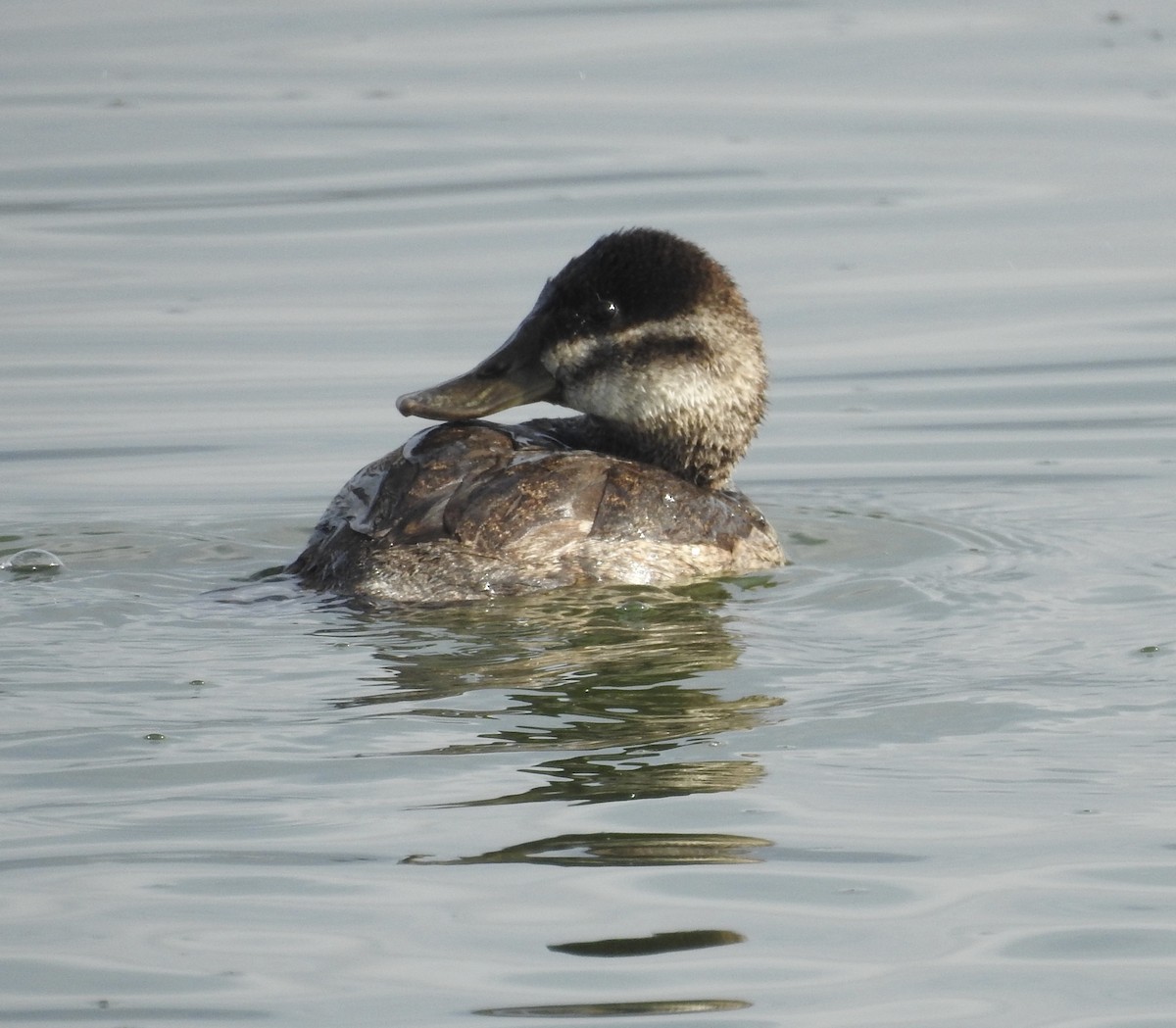 Amerika Dikkuyruğu - ML647520659