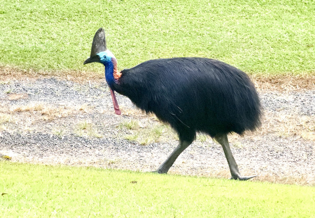 toflikkasuar - ML647520662