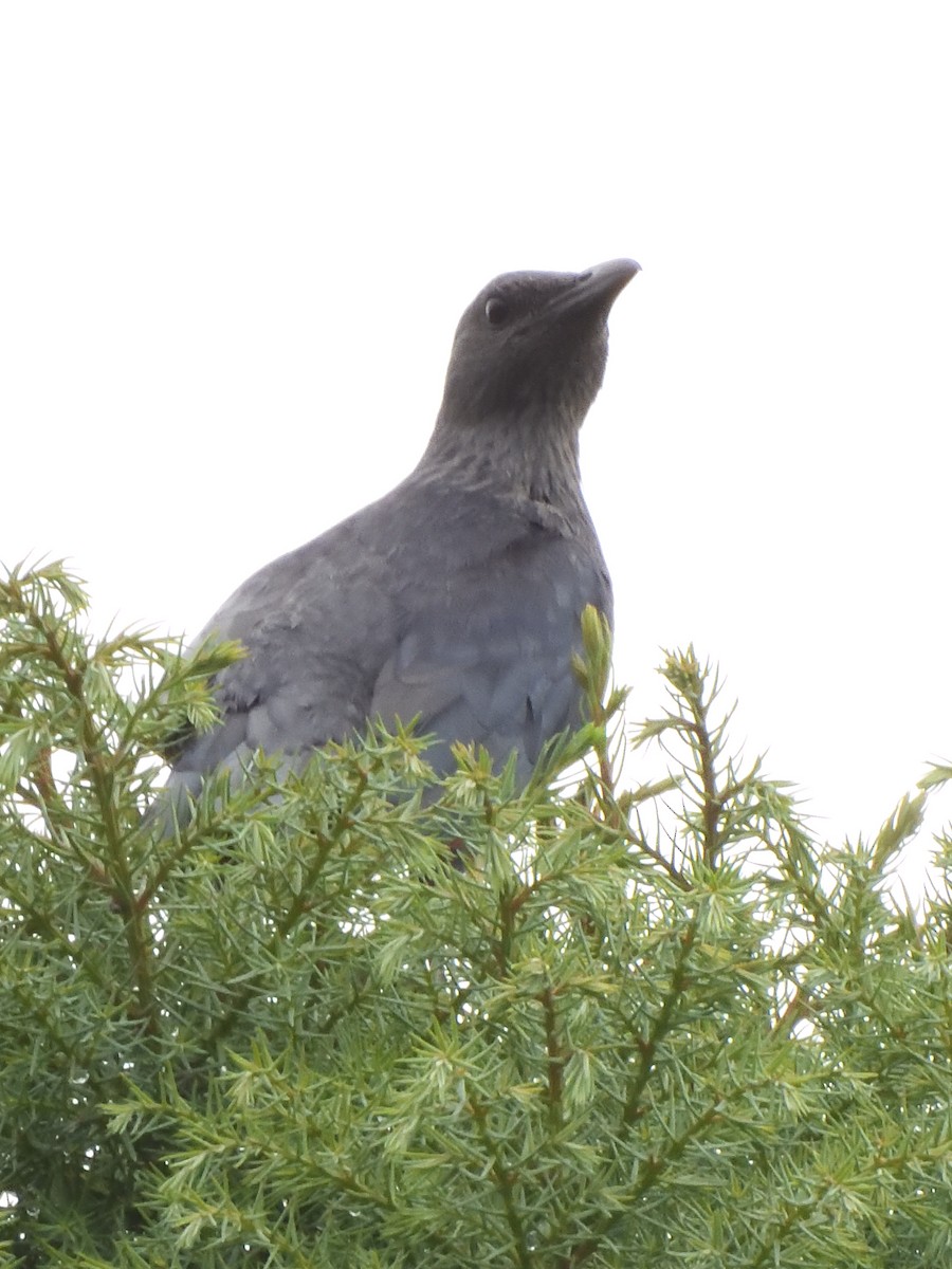 Kızılkanat - ML647520680