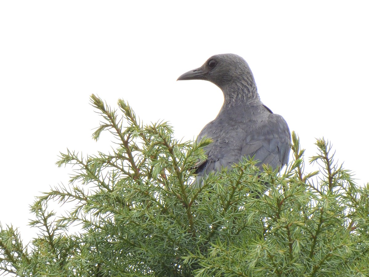 Kızılkanat - ML647520681