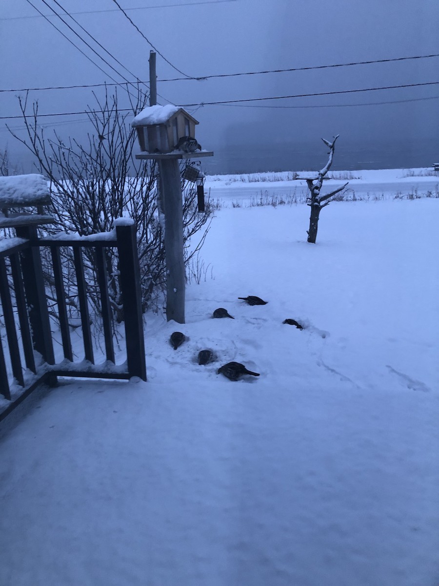 jeřábek kanadský - ML647520699