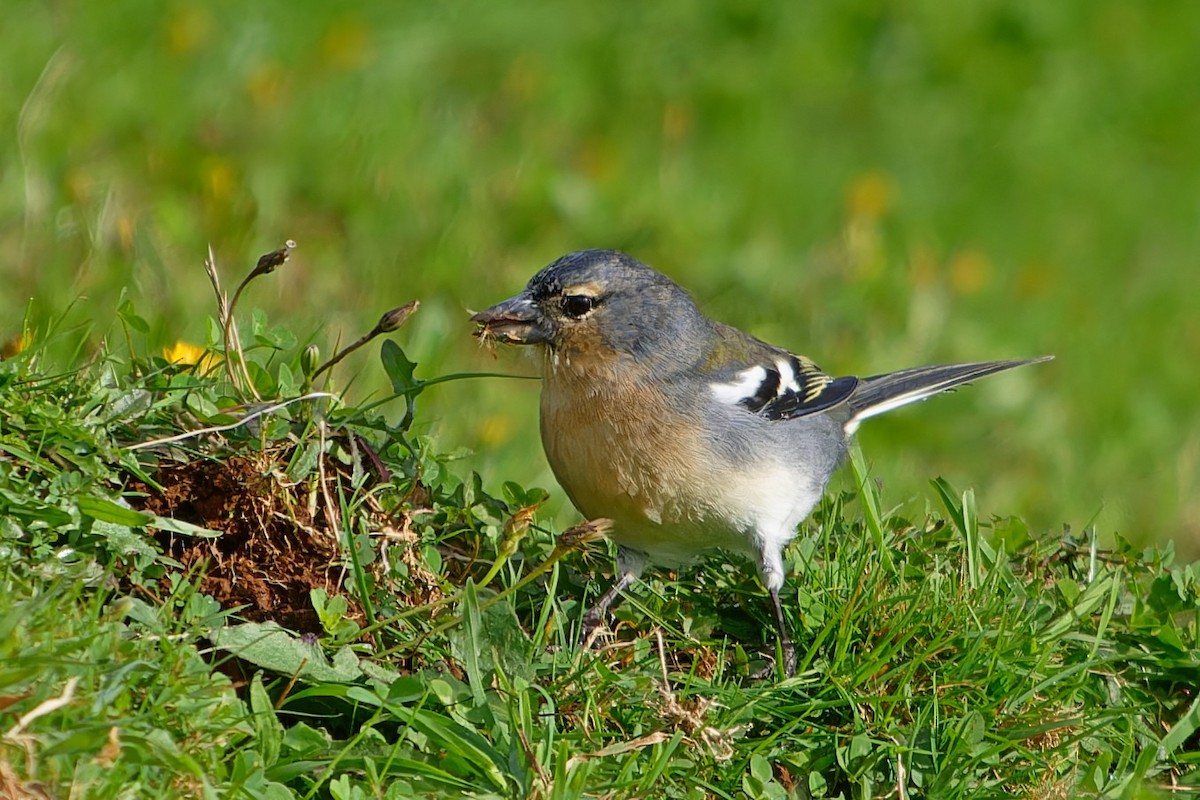 Azores Chaffinch - ML647520719