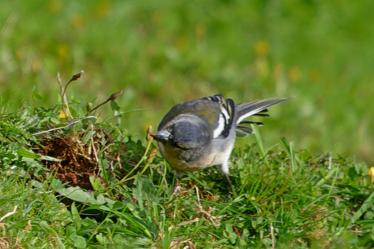 Azores Chaffinch - ML647520720