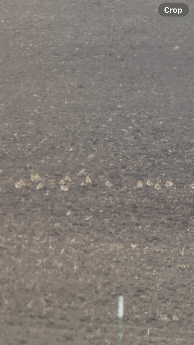 prærielo - ML647520723