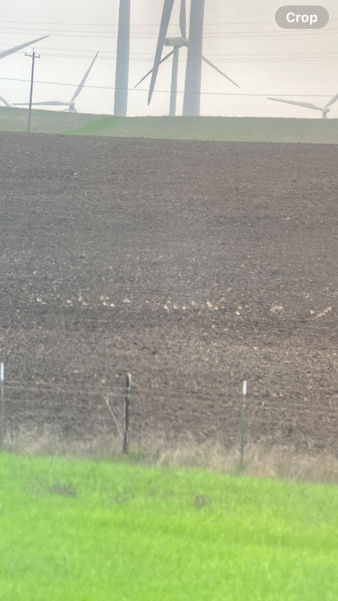 prærielo - ML647520724