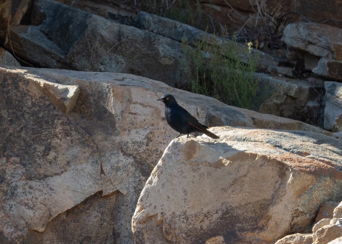 Pale-winged Starling - ML647520733