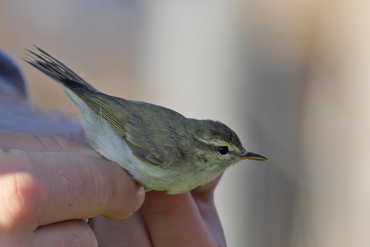 Greenish Warbler - ML647520764
