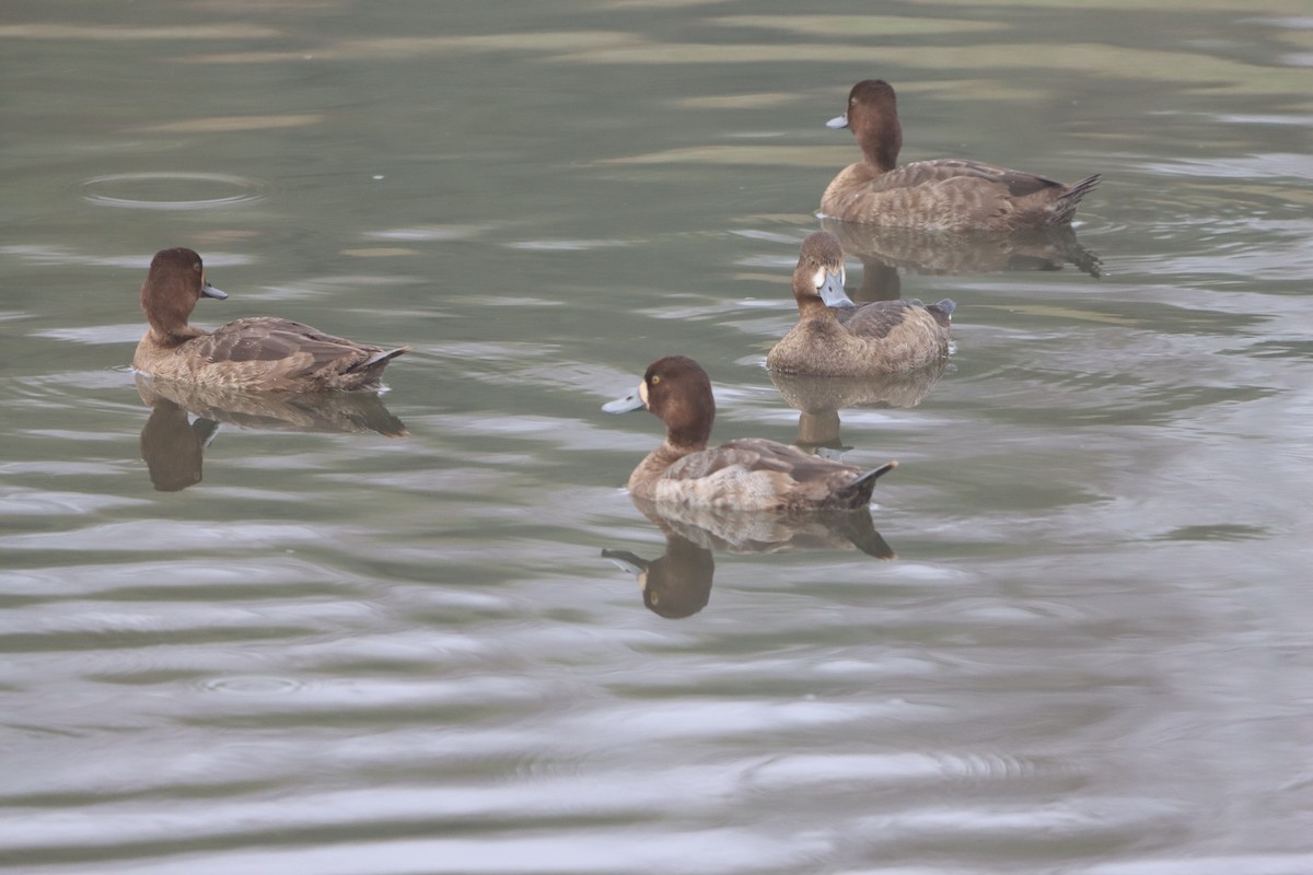 コスズガモ - ML647520790