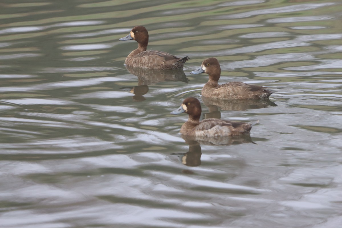 コスズガモ - ML647520791