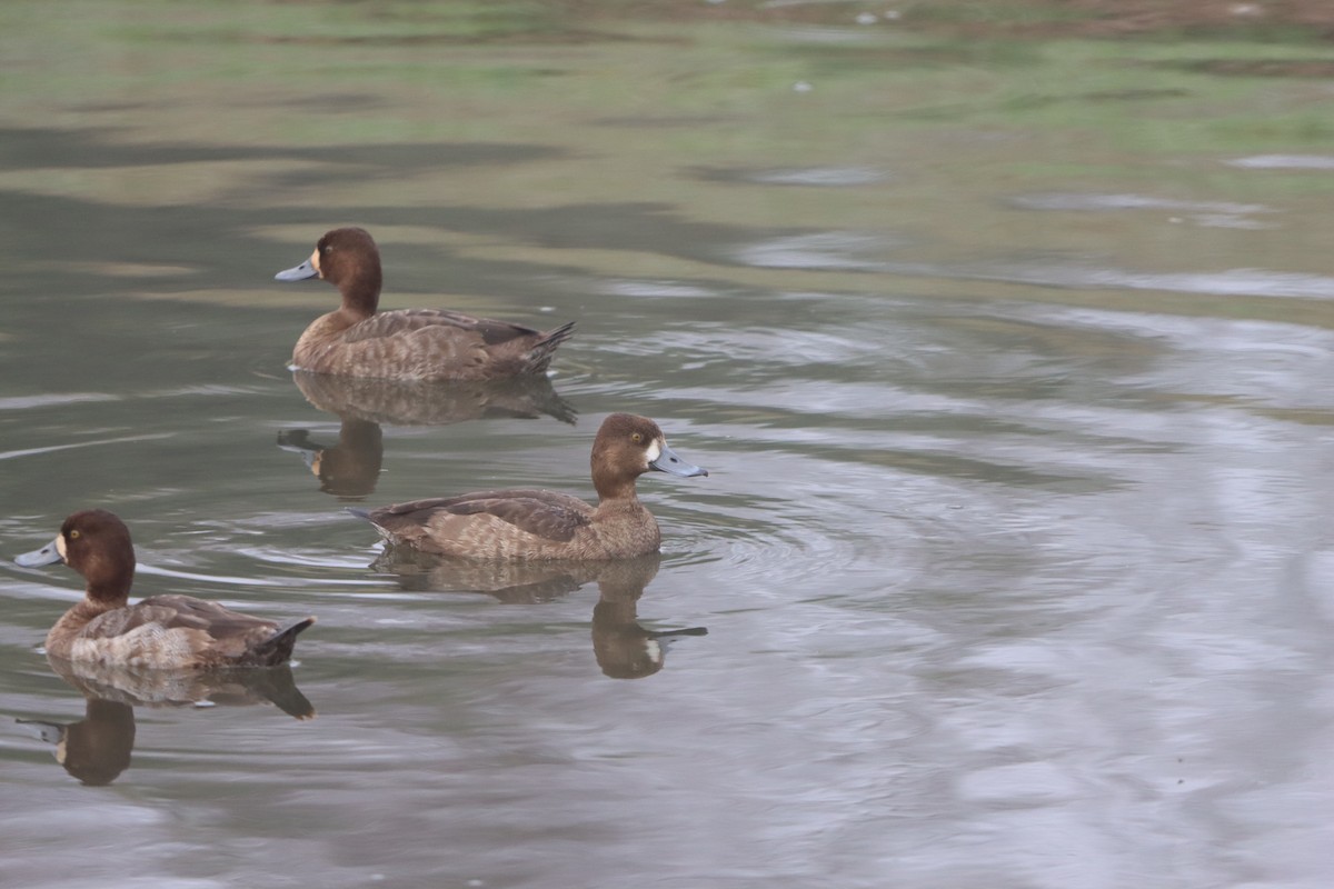 コスズガモ - ML647520792