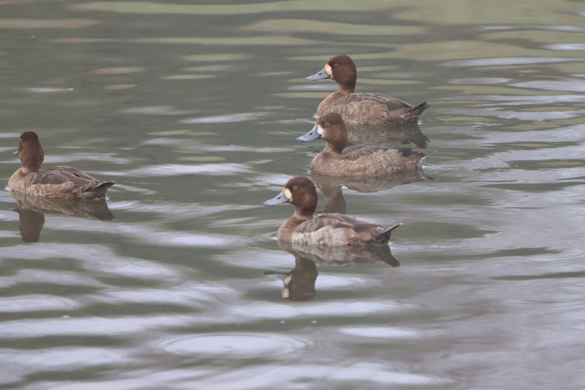 コスズガモ - ML647520793