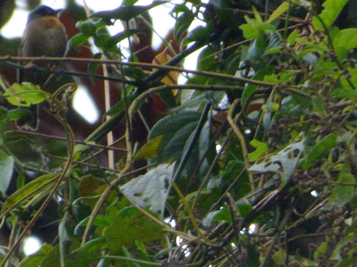 Black-eared Hemispingus - ML647520799