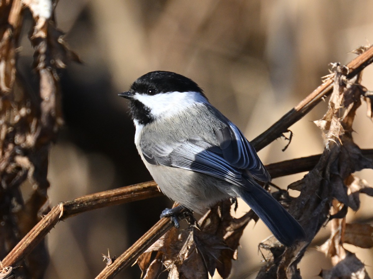 Гаїчка світлокрила - ML647520806