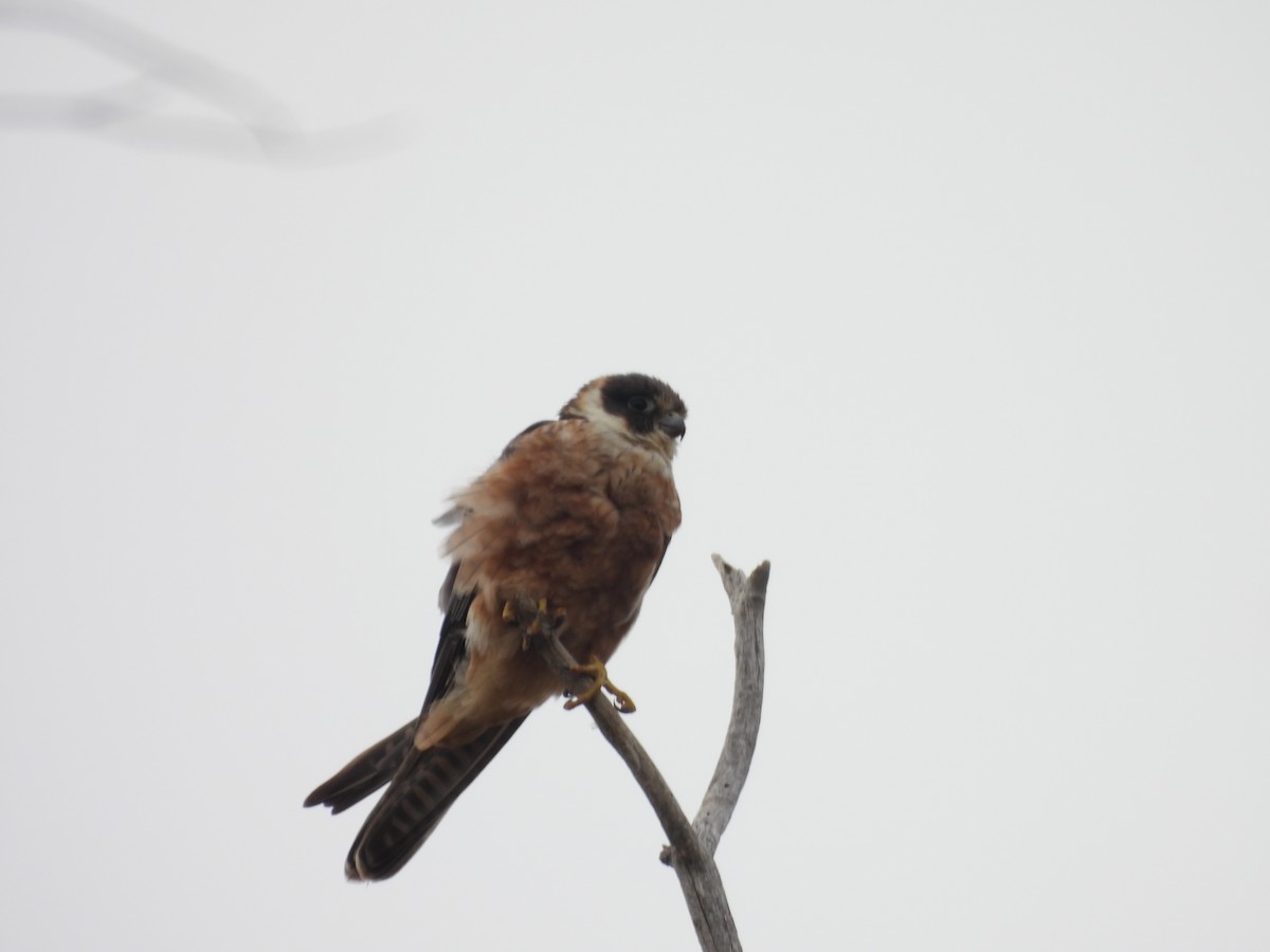 Australian Hobby - ML647520820
